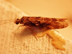 Hydrobiosidae