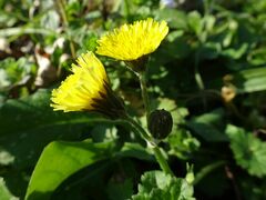 Crepis sancta