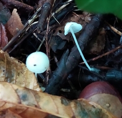 Cystolepiota seminuda