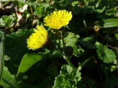 Crepis sancta
