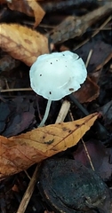 Cystolepiota seminuda