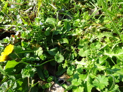 Crepis sancta