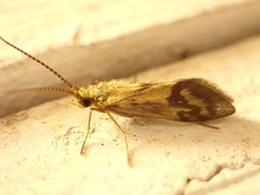 Conoesucidae