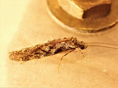 Hydrobiosidae