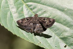 Quadrus cerialis