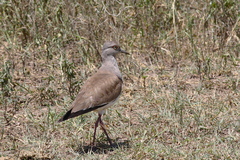 Vanellus melanopterus