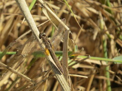 Crocothemis