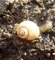 Lithoglyphus naticoides