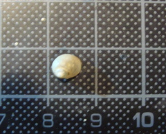 Lithoglyphus naticoides