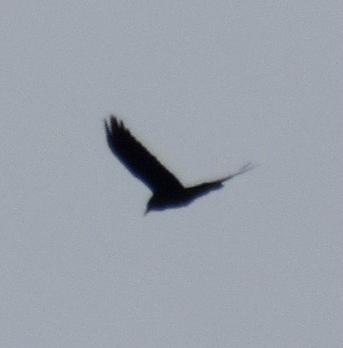 Common Raven photographed in Virginia
