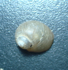 Lithoglyphus naticoides