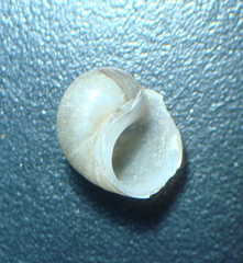 Lithoglyphus naticoides