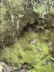 Scytalopus magellanicus