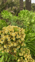 Aeonium arboreum