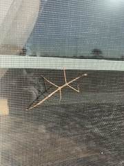 Parabacillus hesperus