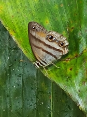 Cissia penelope