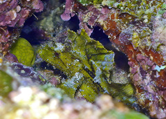 Taenianotus triacanthus