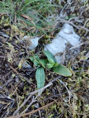 Ophrys fusca