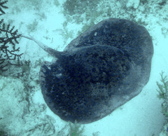 Taeniurops meyeni
