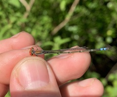 Pseudagrion acaciae