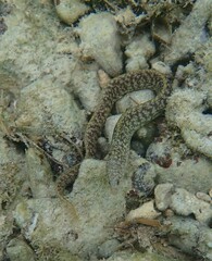 Gymnothorax richardsonii