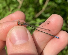 Pseudagrion acaciae