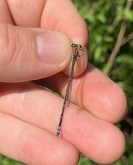 Pseudagrion acaciae