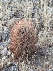 Echinomastus johnsonii