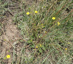 Ranunculus multifidus