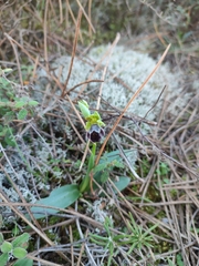 Ophrys x brigittae