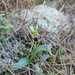Ophrys x brigittae - Photo (c) Samuel da Costa, some rights reserved (CC BY-NC), uploaded by Samuel da Costa