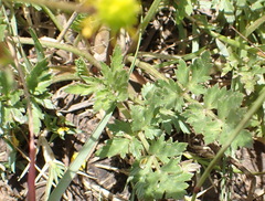 Ranunculus multifidus