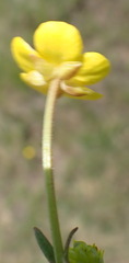 Ranunculus multifidus