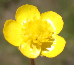 Ranunculus multifidus