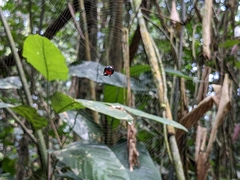 Isoxya penizoides