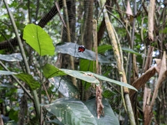 Isoxya penizoides