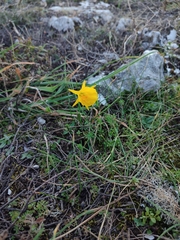 Narcissus bulbocodium