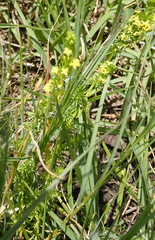 Galium capense garipense
