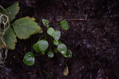 Claytonia sibirica
