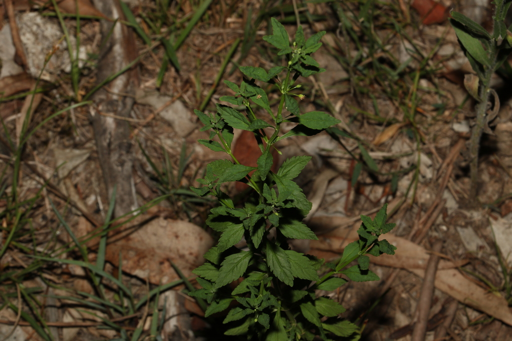 licorice weed from Ipswich East, Queensland, Australia on February 07