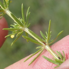 Galium capense garipense