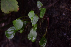 Claytonia sibirica