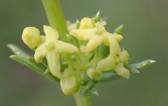 Galium capense garipense