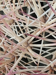 Echinomastus johnsonii