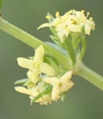 Galium capense garipense
