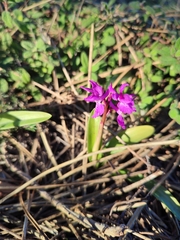 Orchis olbiensis