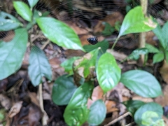 Isoxya penizoides