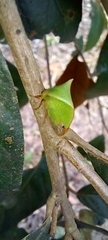 Membracidae