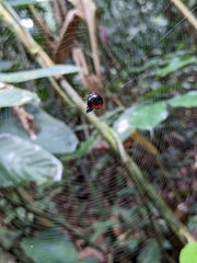 Isoxya penizoides