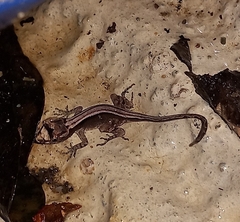 Anolis humilis